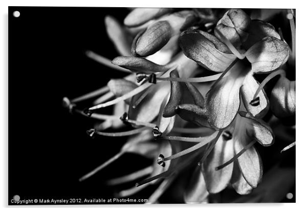 Winter flowers. Acrylic by Mark Aynsley