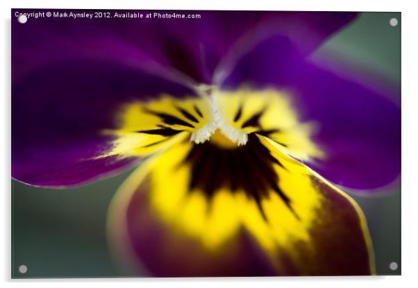 Viola. Acrylic by Mark Aynsley
