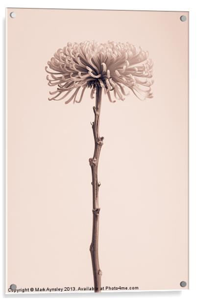 Chrysanthemum still life. Acrylic by Mark Aynsley