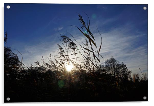 Reeds in the Winter Sun Acrylic by Elliott Corke