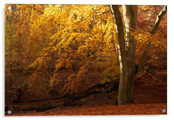 Epping Forest Autumn Acrylic by paul petty