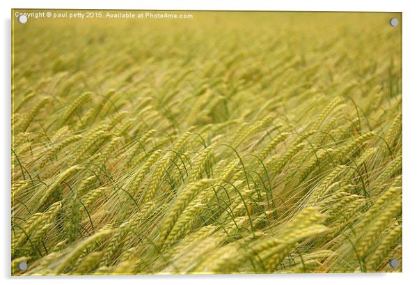 wheat Acrylic by paul petty
