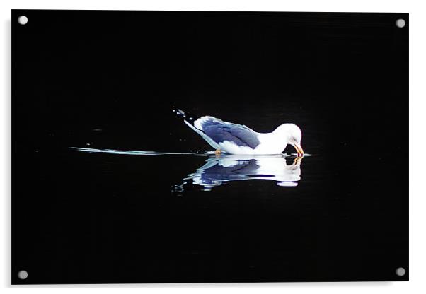I love you, seagul Acrylic by Catherine Davies