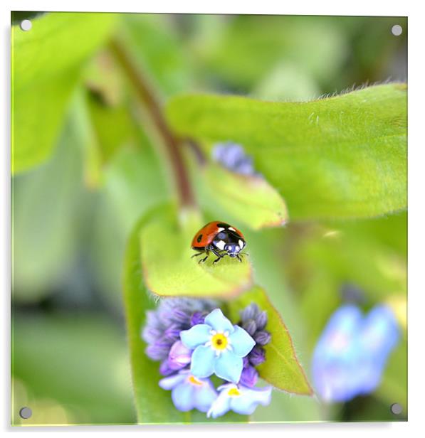 Ladybird on Flower Acrylic by Shaun Cope