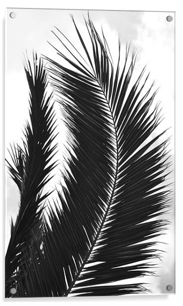 Black and White Leaf Acrylic by Shaun Cope