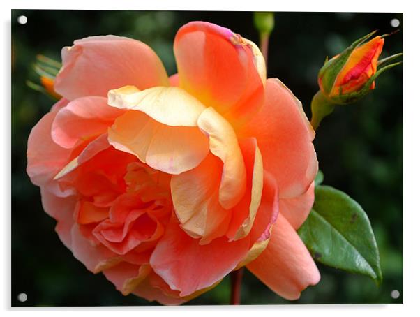 English Garden Rose Acrylic by Shaun Cope