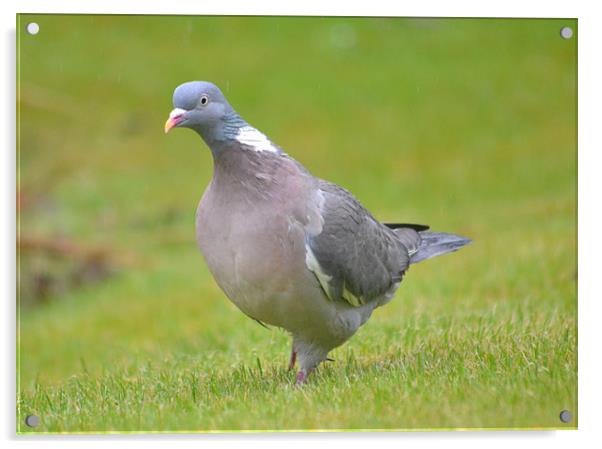 Great British Pigeon Acrylic by Shaun Cope