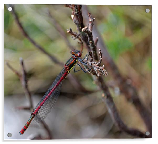 Large Red Damselfly Acrylic by Shaun Cope