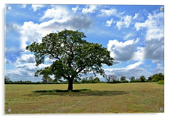 green tree field Acrylic by Shaun Cope