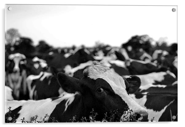 black and white cows Acrylic by Shaun Cope