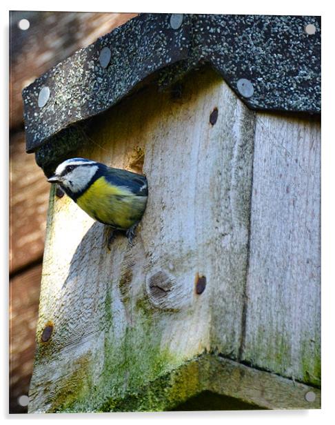 Bluetit Acrylic by Shaun Cope