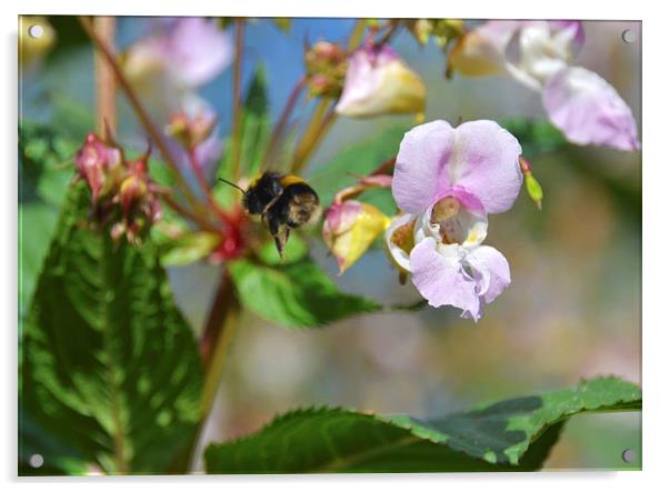 Bumble Bee Flying Acrylic by Shaun Cope