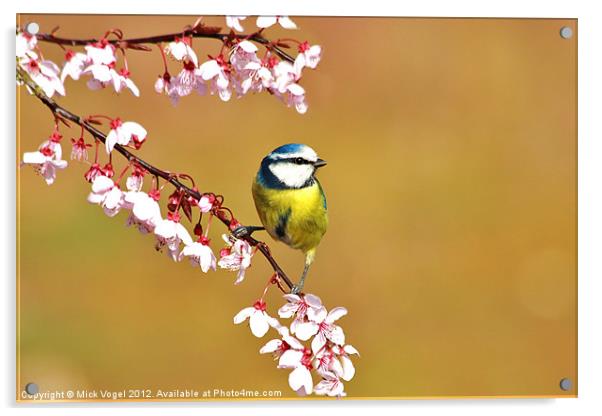 Blue Tit on blossom Acrylic by Mick Vogel