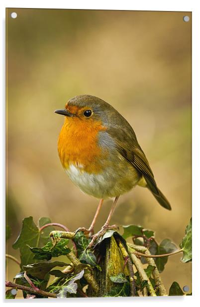 Robin Standing On A Post Acrylic by Mick Vogel