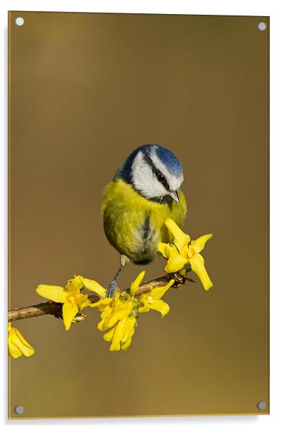 Blue Tit on yellow flower Acrylic by Mick Vogel