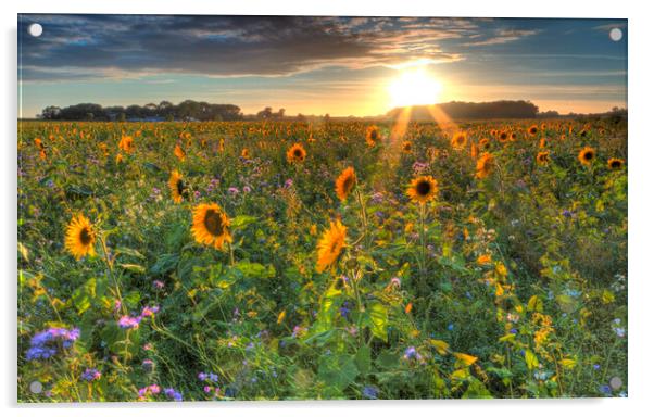 Sunflower Field Acrylic by Mick Vogel