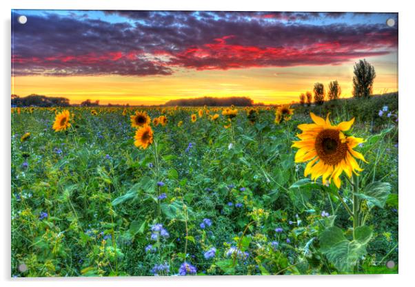 Sunflower Sunset Acrylic by Mick Vogel