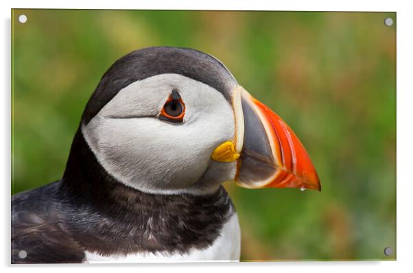 Puffin Portrait Acrylic by Mick Vogel