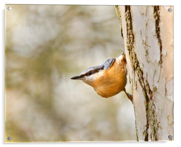 The Nuthatch Acrylic by Mick Vogel