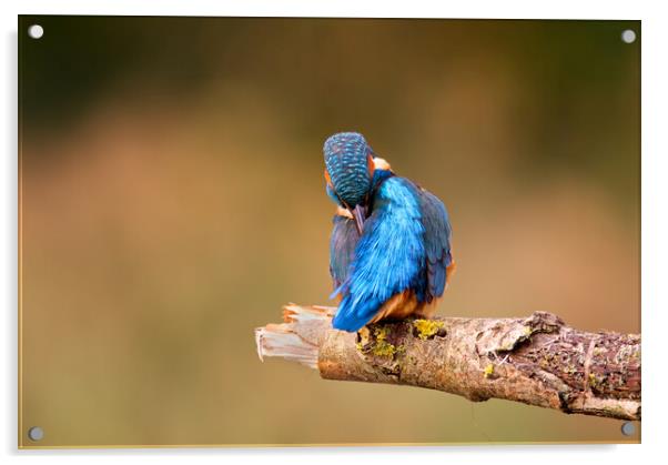 Preening Kingfisher Acrylic by Mick Vogel