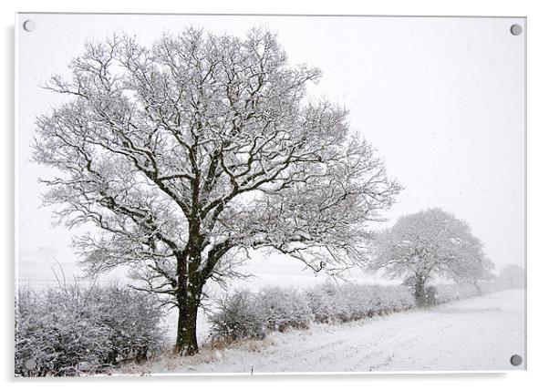 Snowy Trees Acrylic by Tracey Whitefoot