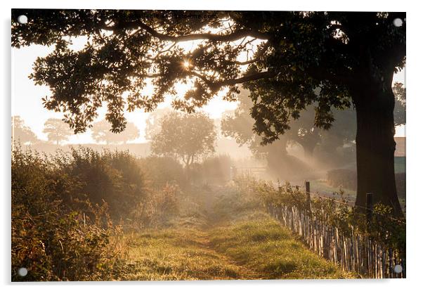 Morning Light Acrylic by Tracey Whitefoot