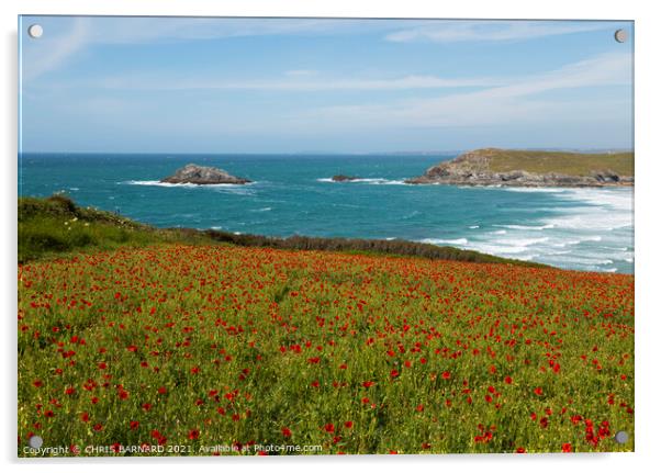 West Pentire Poppies Acrylic by CHRIS BARNARD