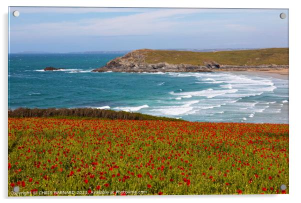 West Pentire Poppies Acrylic by CHRIS BARNARD
