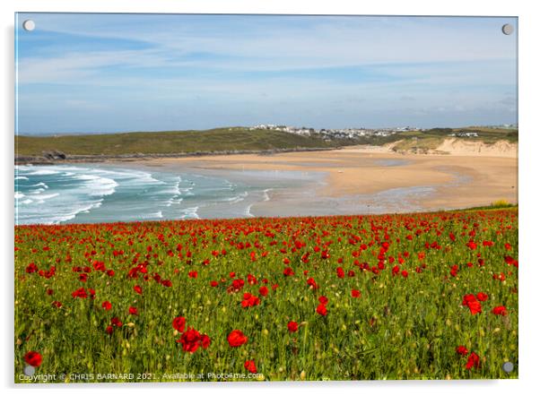 Poppies West Pentire Acrylic by CHRIS BARNARD