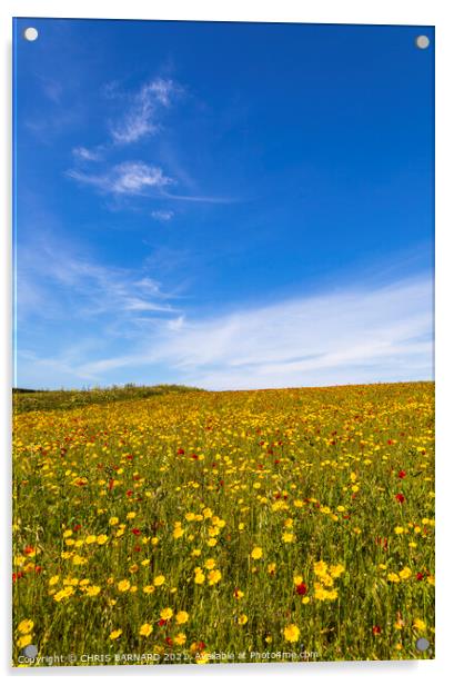 Corn Marigolds at West Pentire Acrylic by CHRIS BARNARD