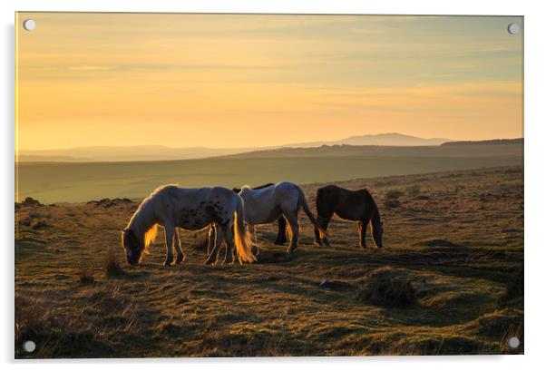 Ponies at sunset on Bodmin Moor Acrylic by CHRIS BARNARD