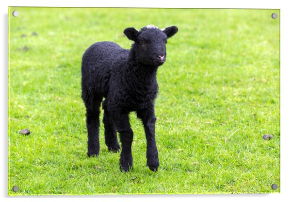 Herdwick Lamb Acrylic by CHRIS BARNARD