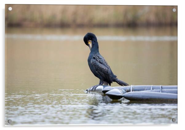 European Shag Acrylic by CHRIS BARNARD