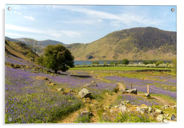 Rannerdale Bluebells Cumbria Acrylic by CHRIS BARNARD