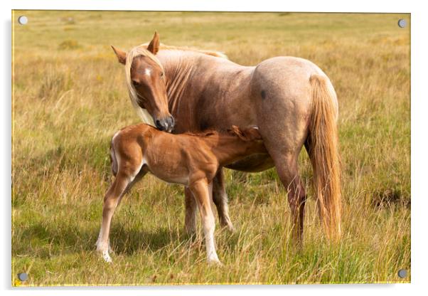 Mother And Foal Acrylic by CHRIS BARNARD