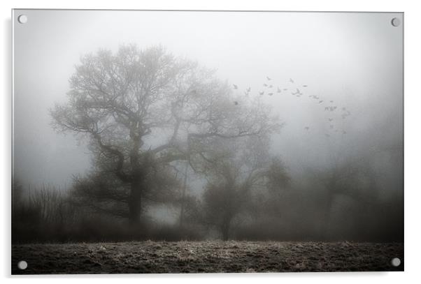 Misty Morning Acrylic by steve weston