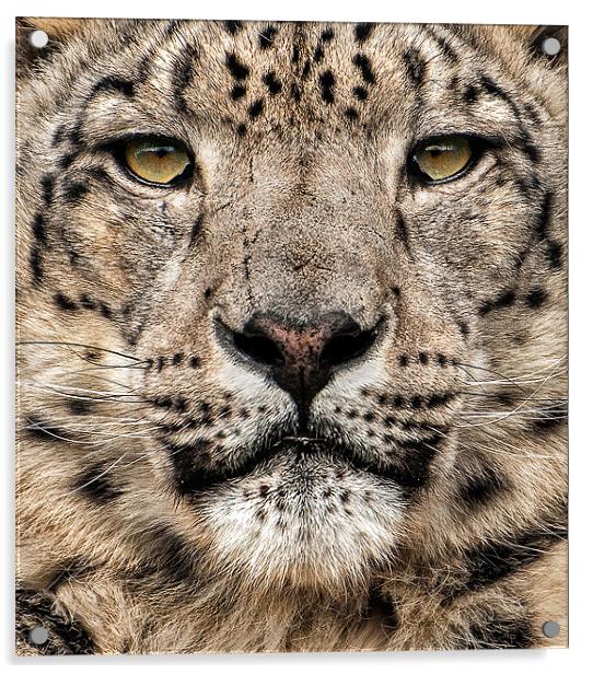 Snow Leopard Acrylic by steve weston