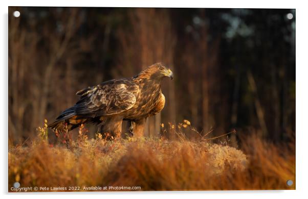 Golden Eagle Acrylic by Pete Lawless