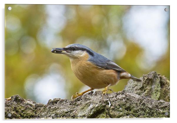 Eurasian Nuthatch Acrylic by Pete Lawless