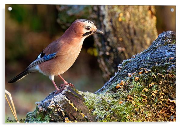 Jay (Garrulus glandarius) Acrylic by Pete Lawless