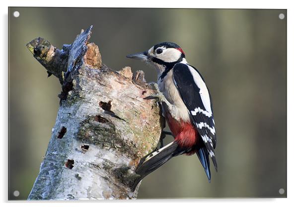 Greater Spotted Woodpecker (Dendrocopos major) Acrylic by Pete Lawless