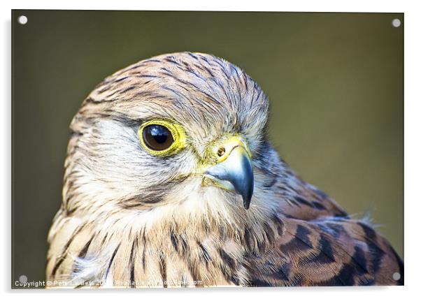 Kestrel (Falco tinnunculus) Acrylic by Pete Lawless