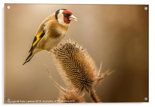 Goldfinch (Carduelis carduelis) Acrylic by Pete Lawless