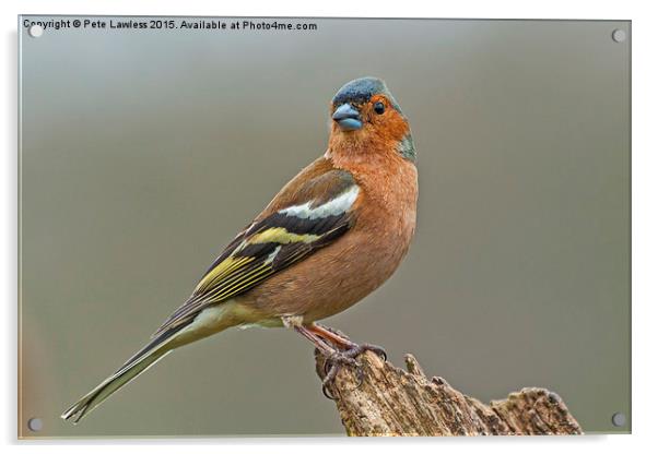  Chaffinch (Fringilla coelebs) Acrylic by Pete Lawless