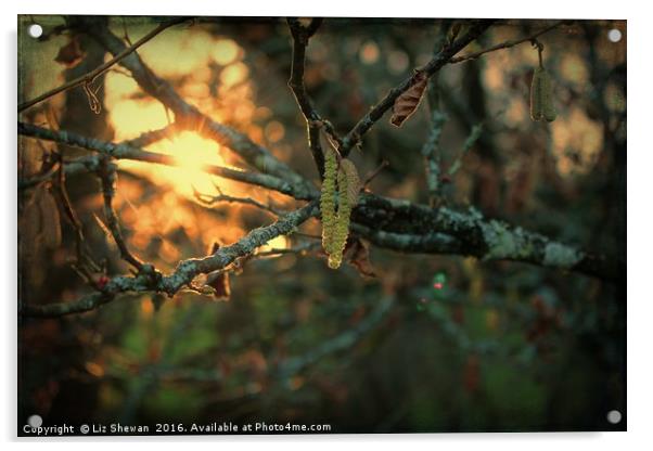 Sunsets and Catkins - Spring is in the Air! Acrylic by Liz Shewan