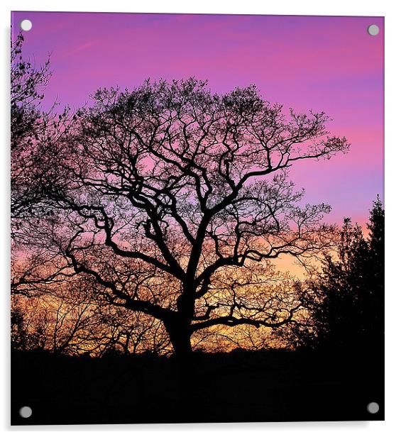 Tree Silhouette At Sunset Acrylic by Mark  F Banks