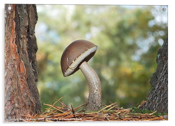 Take A Bow  [ Bolete  Mushroom ] Acrylic by Mark  F Banks