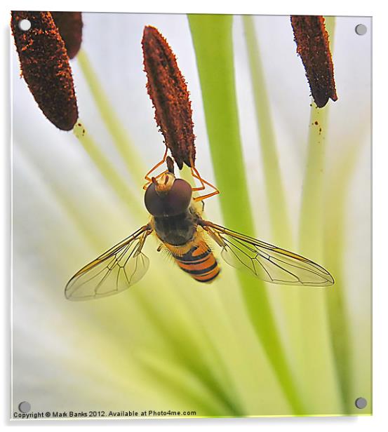 Hoverfly Acrylic by Mark  F Banks