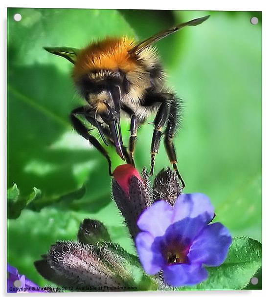 Bee Closeup Acrylic by Mark  F Banks