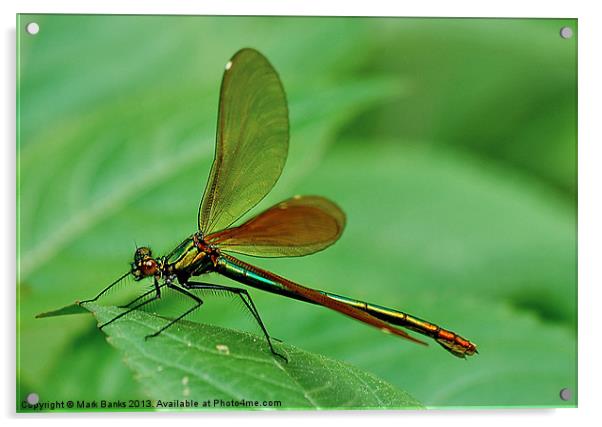 Damselfly Acrylic by Mark  F Banks